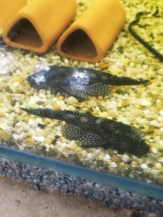 Zbrojnik ancistrus l 181 glonojad