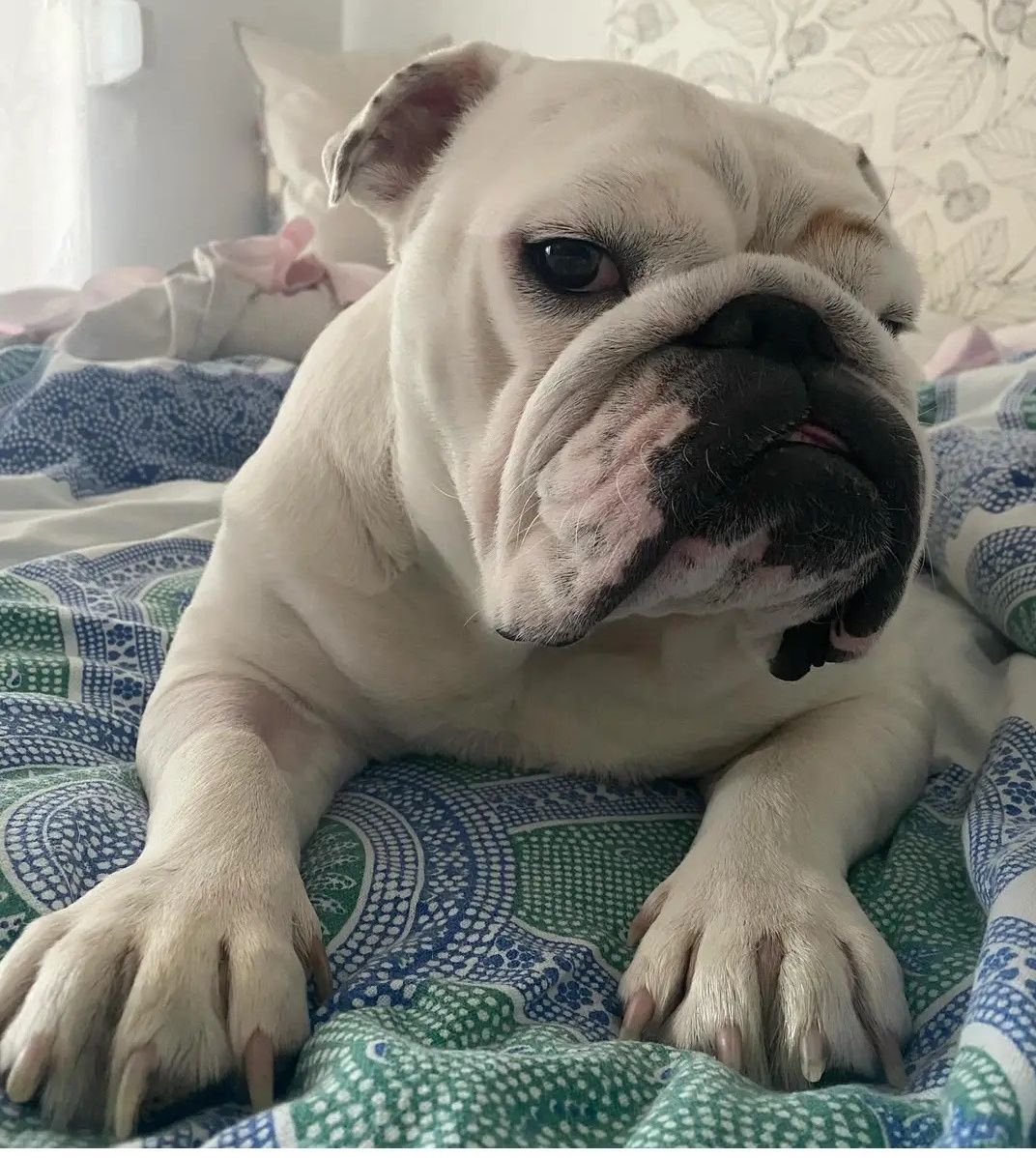 Pet Sitting e Dog Walking