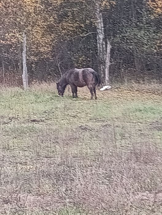 Sprzedam Kucyka klacz