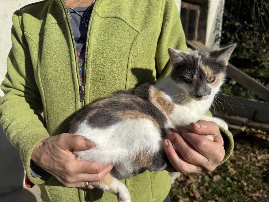 Zjawiskowa młoda kotka do adopcji