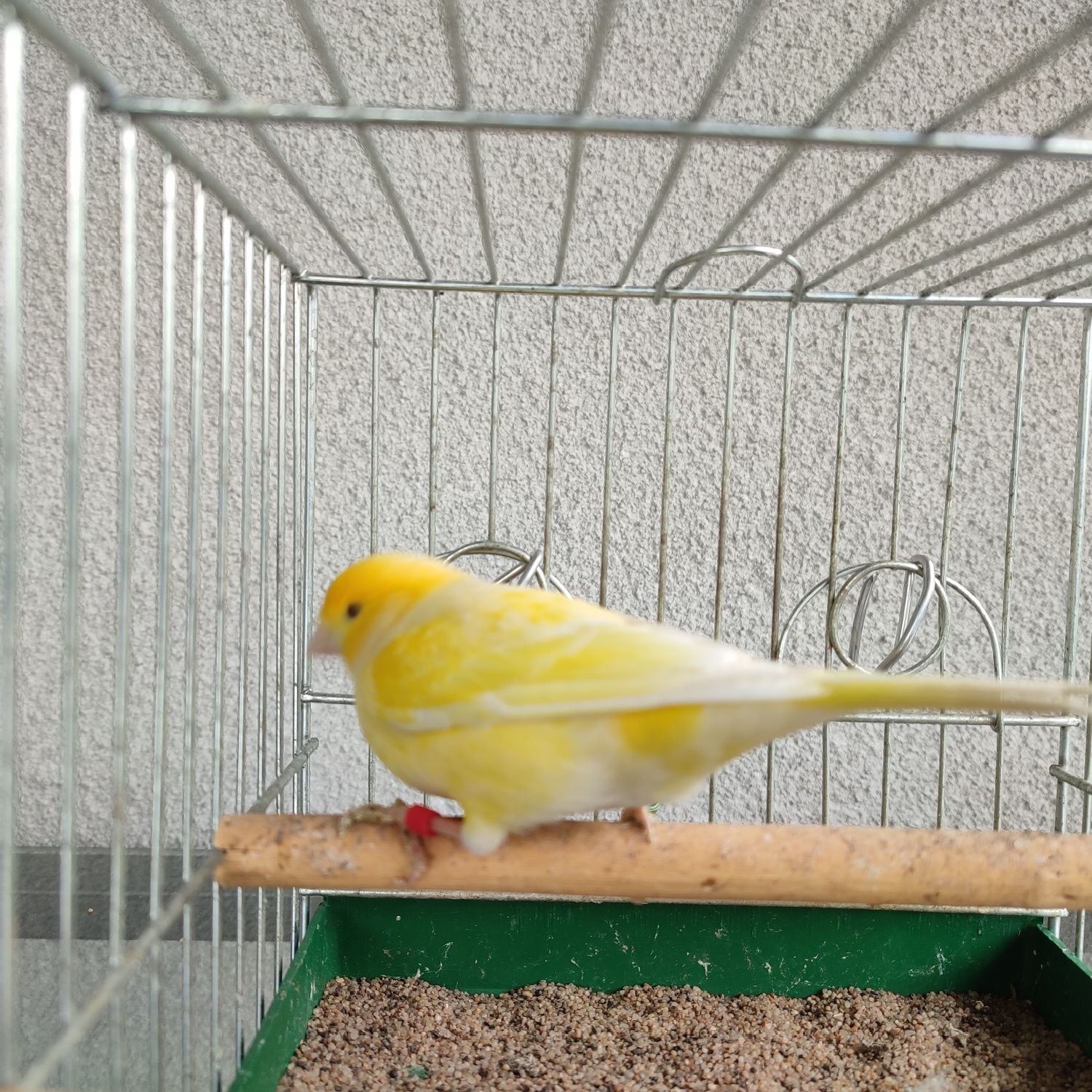 Kanarek Żółty Samiec
