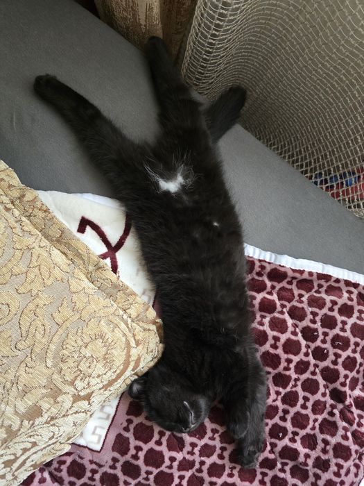 Кошеня шотландський короткошерстий скотіш фолд темний шоколад