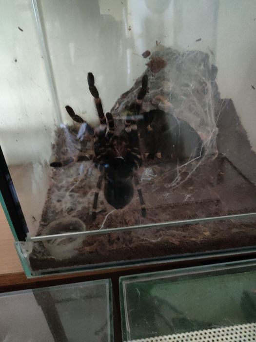 Pajuny w dobrej cenie