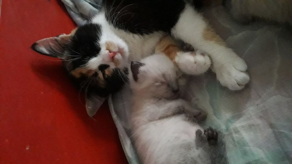 Пропала кошечка! Сидела на скамейке остановка трамвая Ин.физкультуры