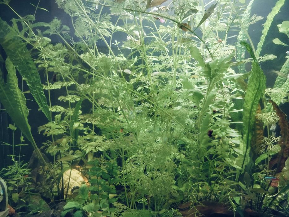 Rośliny akwariowe, rogatek, Bacopa caroliniana