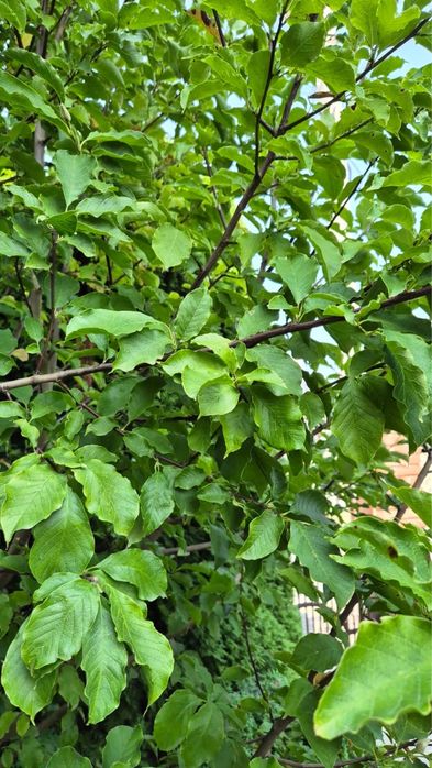 Магнолія дерево, біла квітка