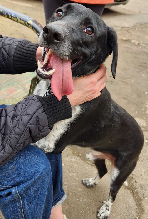 Кобель, 1.5 года, Терри метис курцхаара