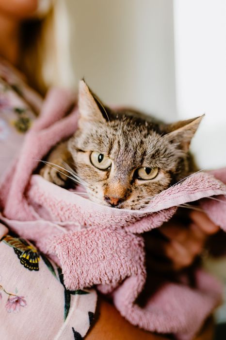 Uratujesz? Różne koty do adopcji