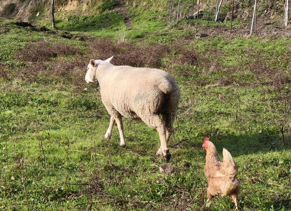 Ovelha (malata) prenha