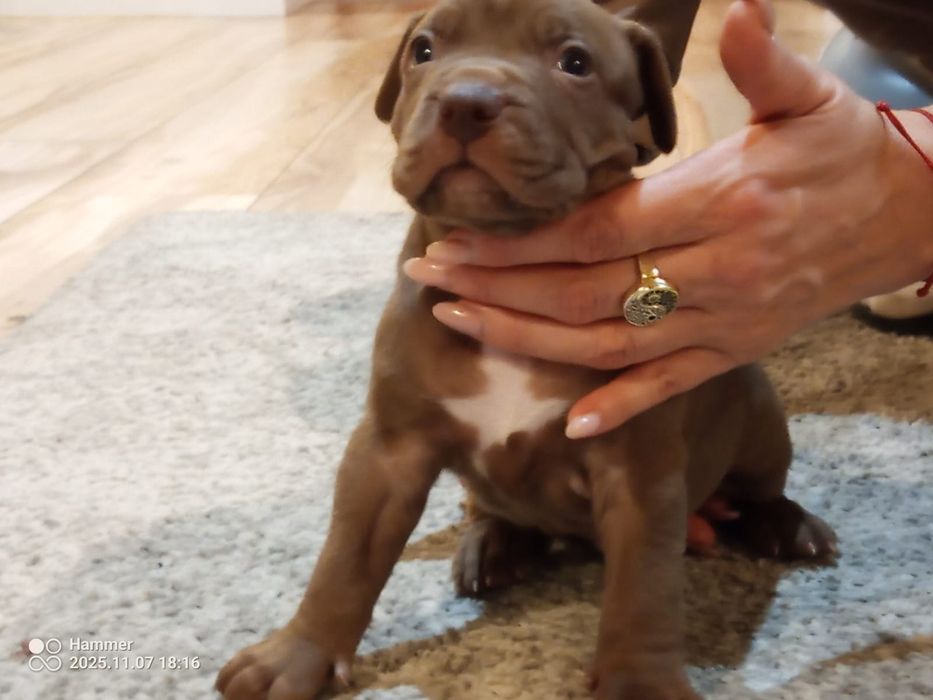 American Pitbull Terrier