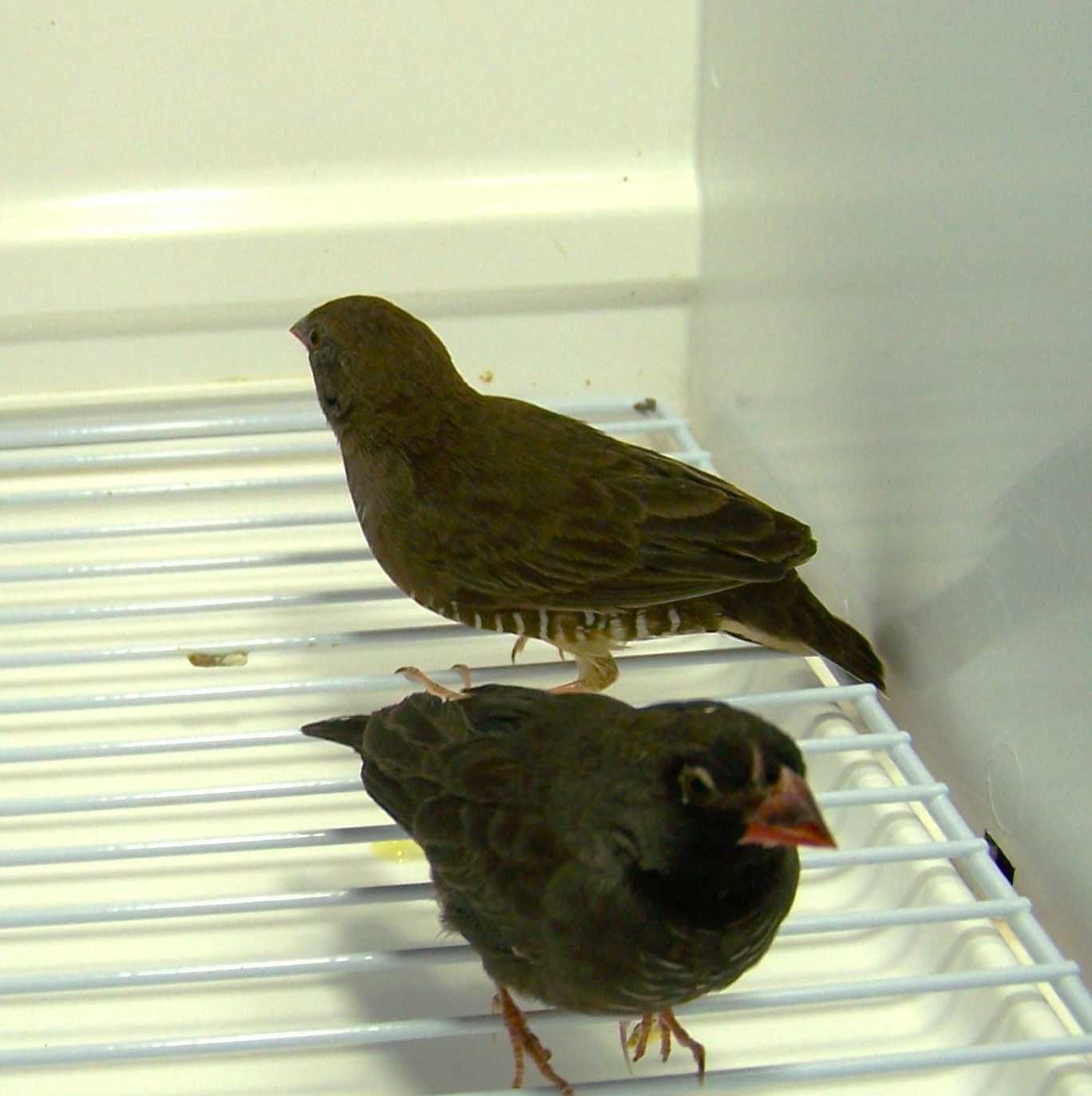 Trawinek zmienny (Ortygospiza atricollis)