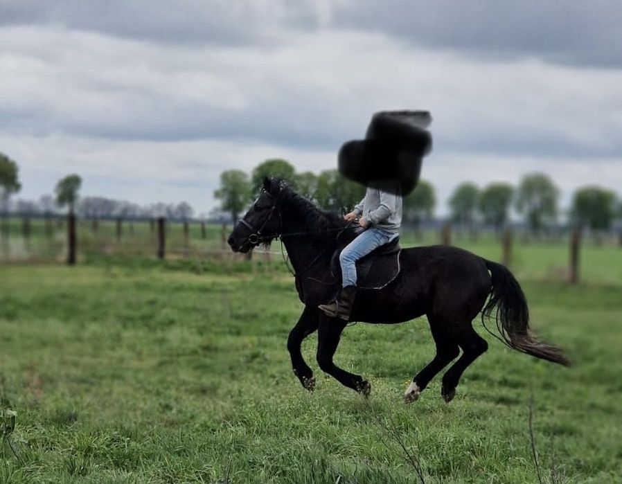 Sprzedam siwego walacha ślaskiego