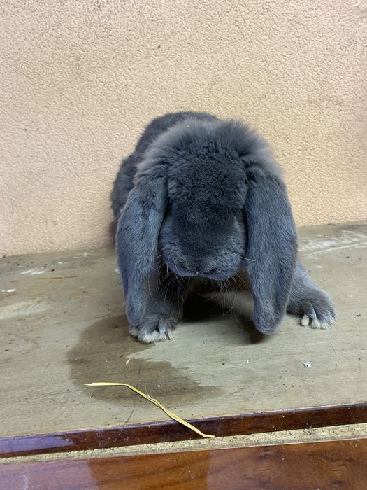 Baran francuski niebieski rodowód zamiana srokacz