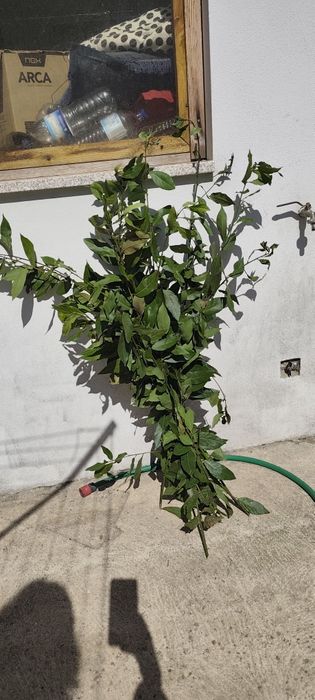 Vendo produtos biológicos