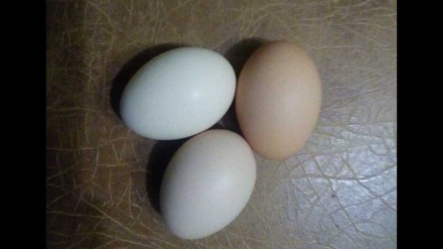 Яйця курячі інкубаційні. Брама Венгерка