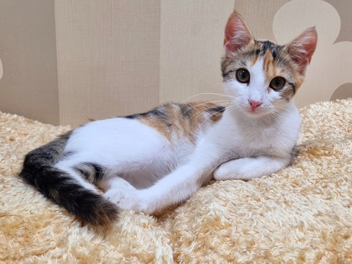 Котенок. Девочка.