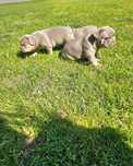 Buldog francuski piesek  Isabela new shade tan
