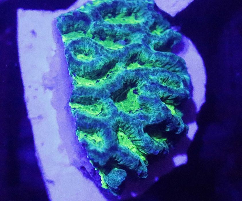 Favia Neon Light Fluo Mocno Świeci w niebieskim