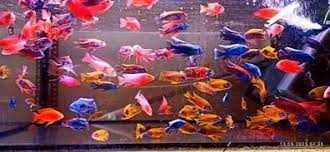 Pielęgnice Malawi non-mbuna 4–5 cm z polskiej hodowli – Kraków