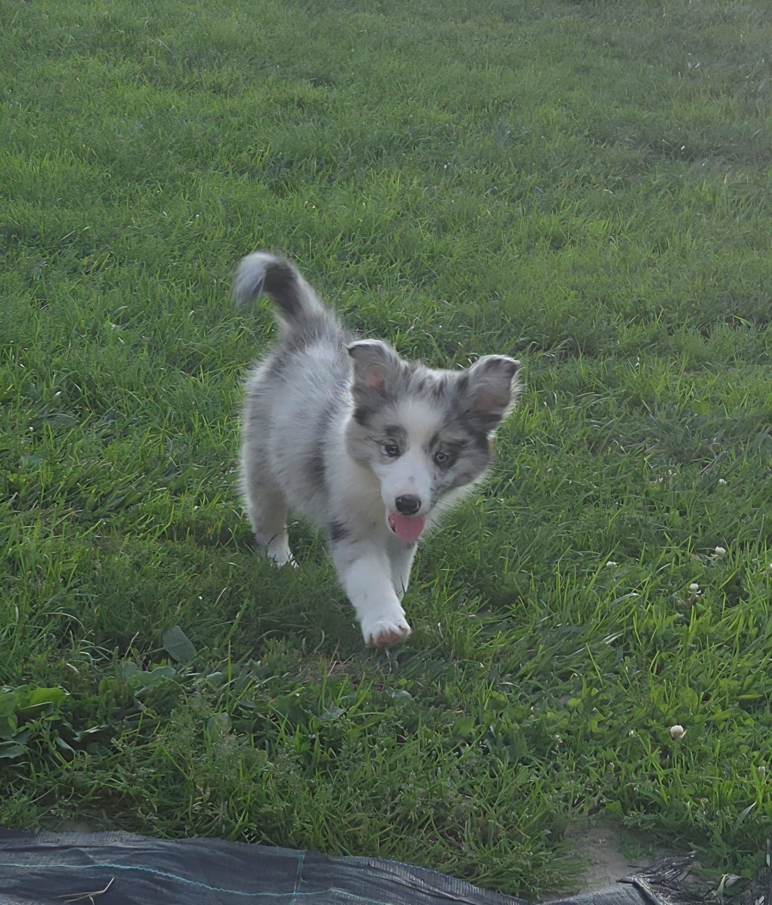 Border collie niebieskooki piesek blue-merle z metryką ZKwP