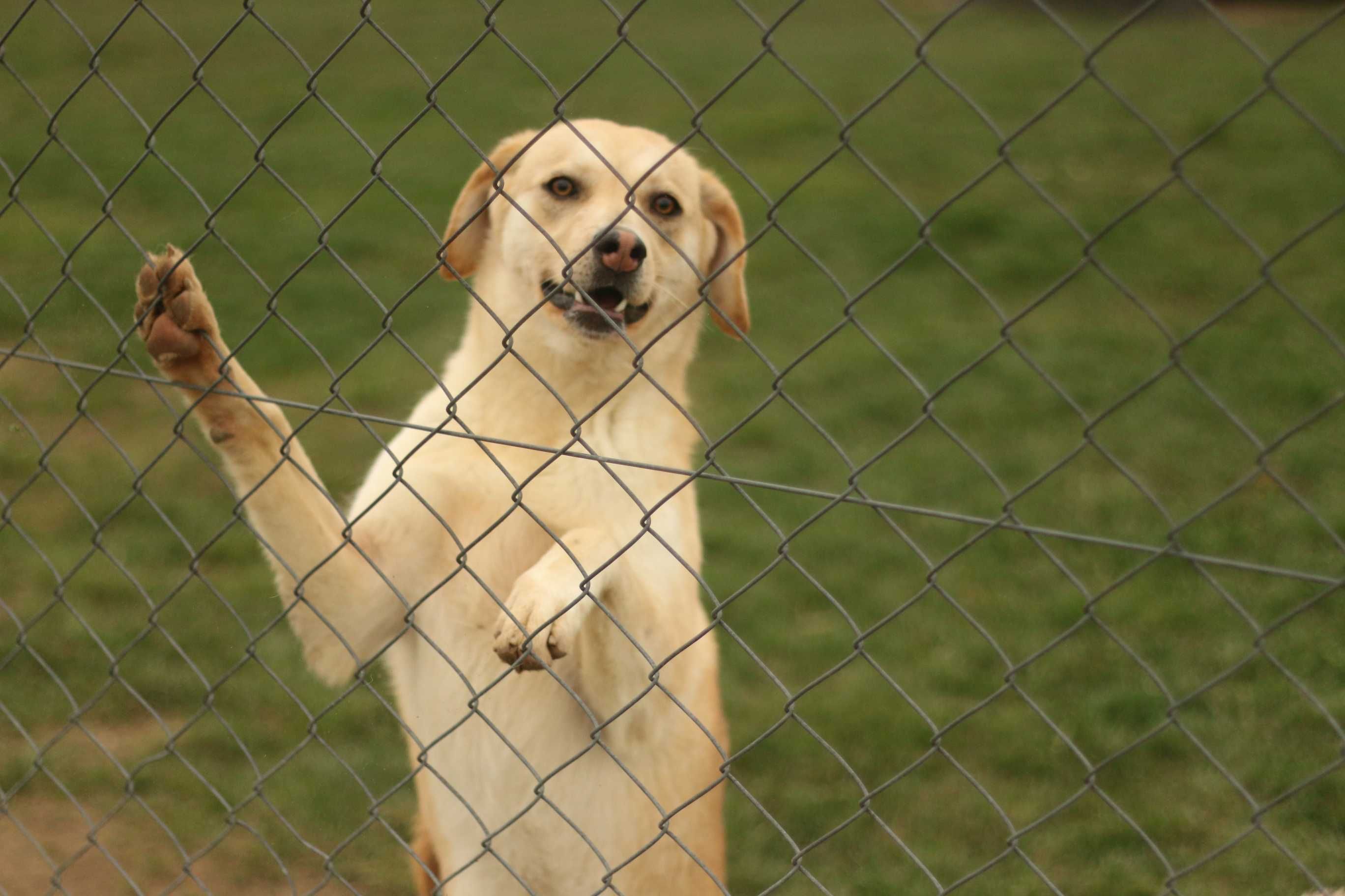Labradorka Cynia do adopcji