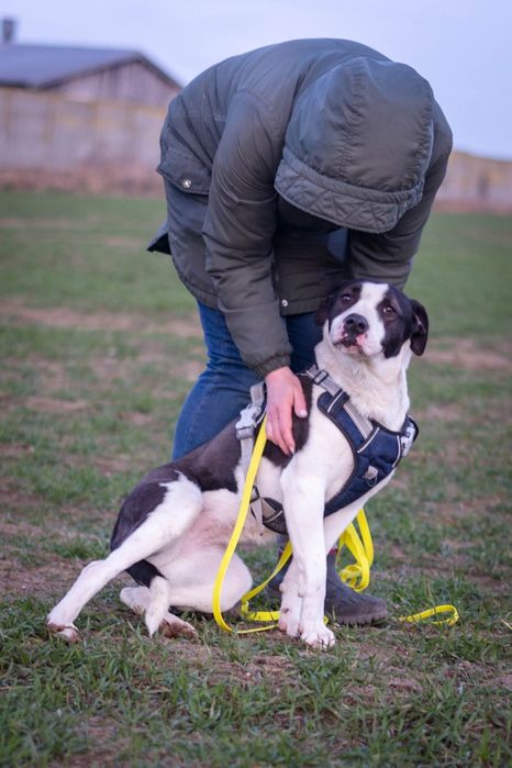 Zara szuka domku Schronisko Nadzieja Napierki