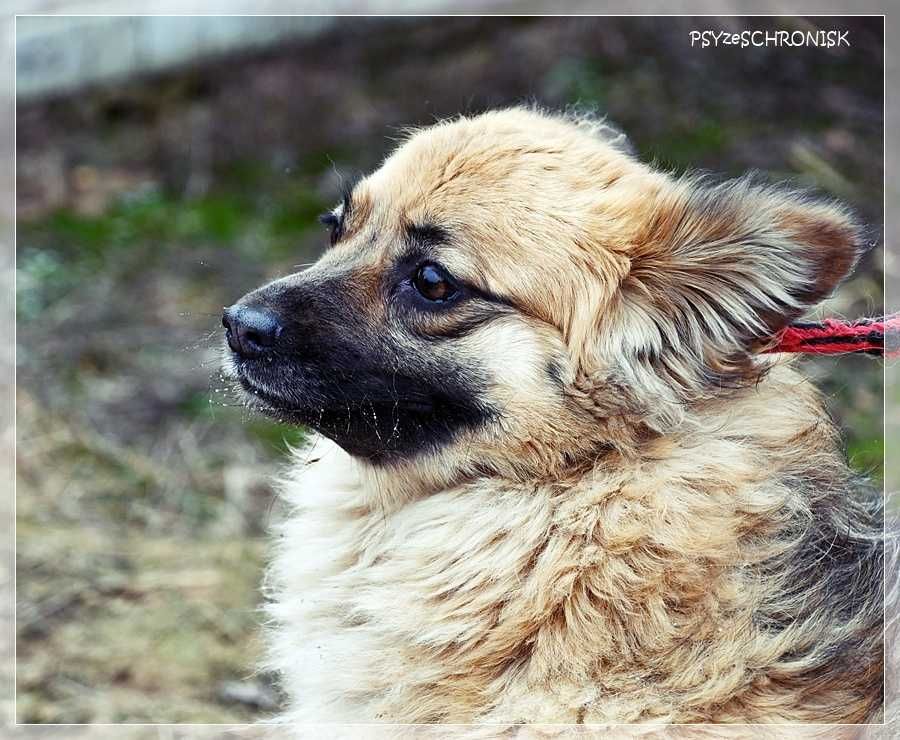 PYSIA - mały gremlin z ogromnym sercem