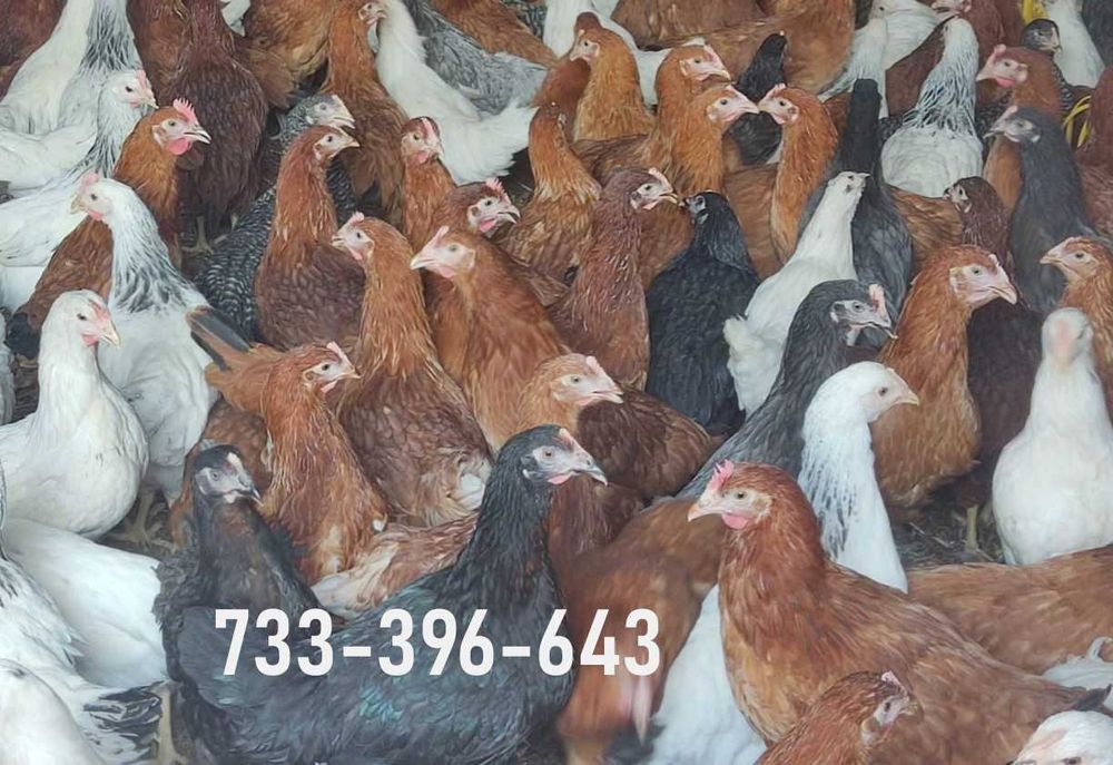 Kury Nioski Lohmann Brown Sandy Rosa Leghorn Dominant Greenshell