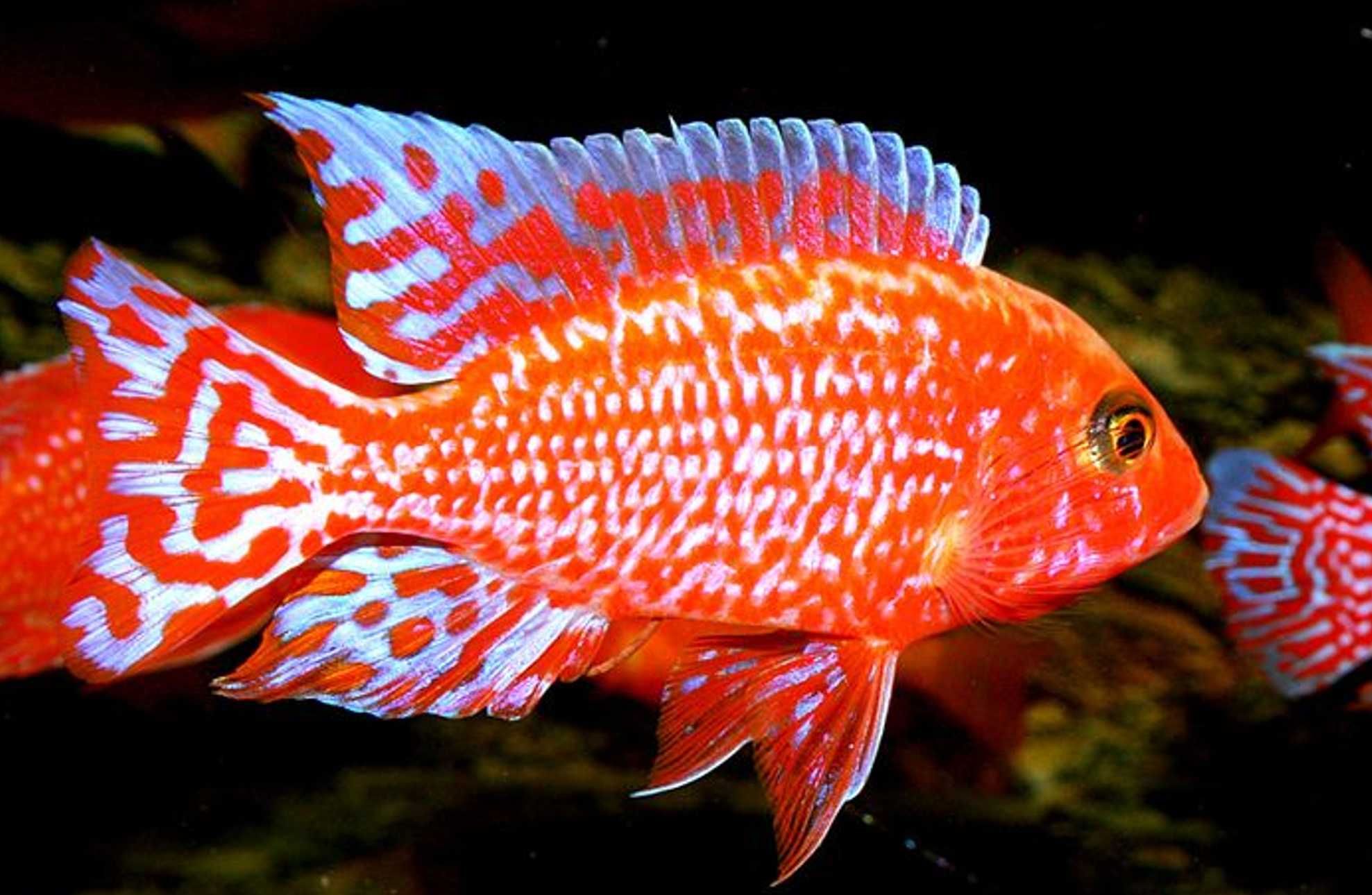 Aulonocara Fire Fish - SAMCE XXL - 10CM - Pyszczaki - dowóz, wysyłka