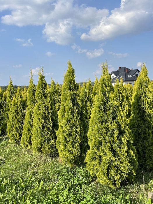 Tuje Szmaragd 300cm ‼️PRODUCENT‼️