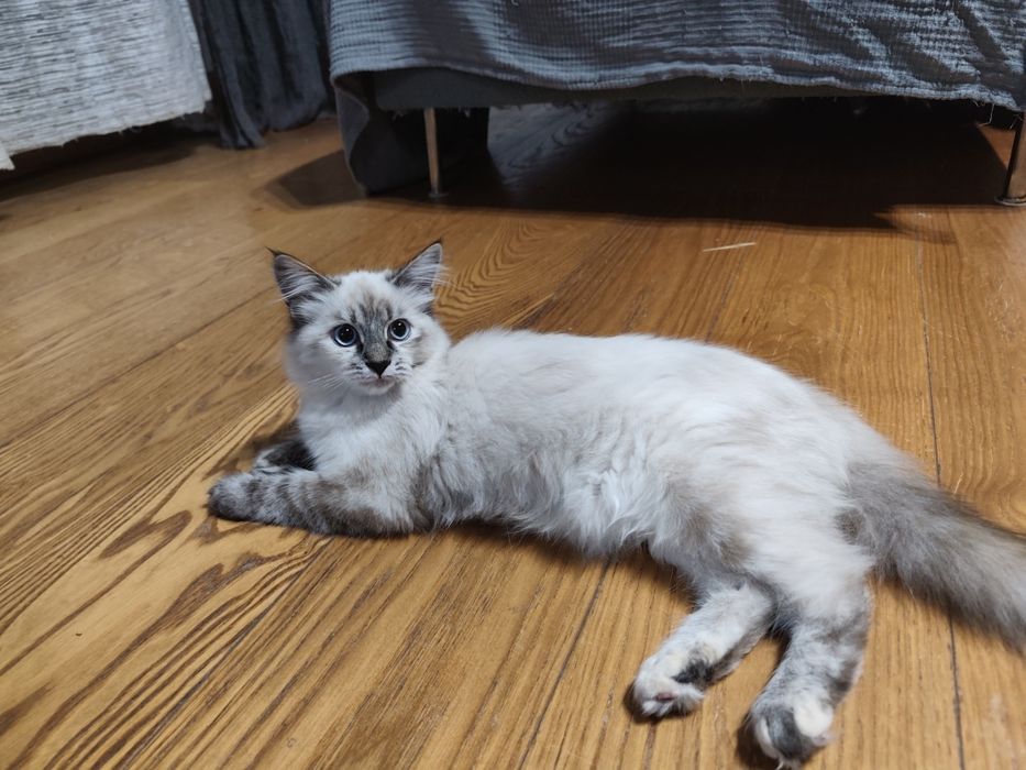 kotka syberyjska neva masqeurade