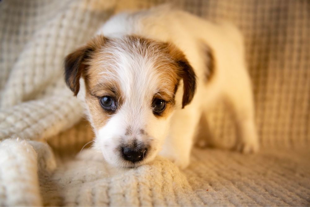 Цуценя Хлопчик Джек Рассел брокен