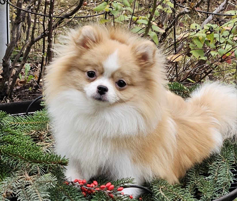 Przepiękna suczka mini pomeranian 1 rok