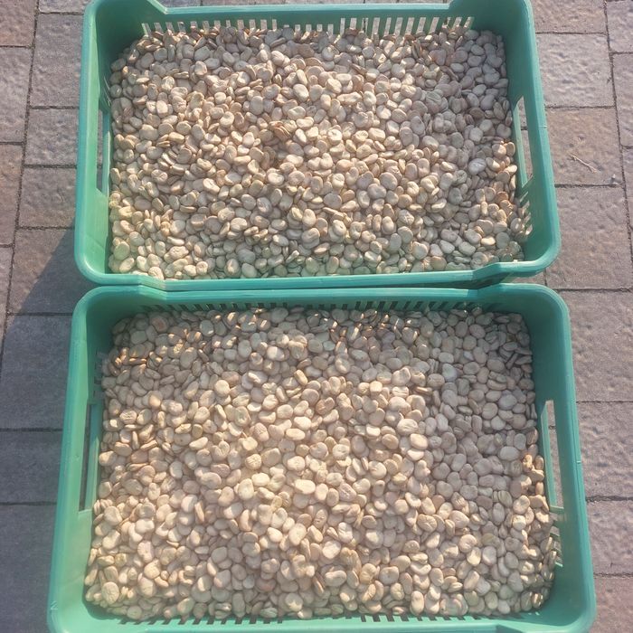 Bób Bizon - nasiona do sadzenia, świeży zbiór 2025