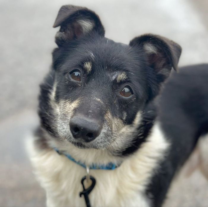 Bono, idealny, nieduży pies, po śmierci opiekuna trafil do Schroniska