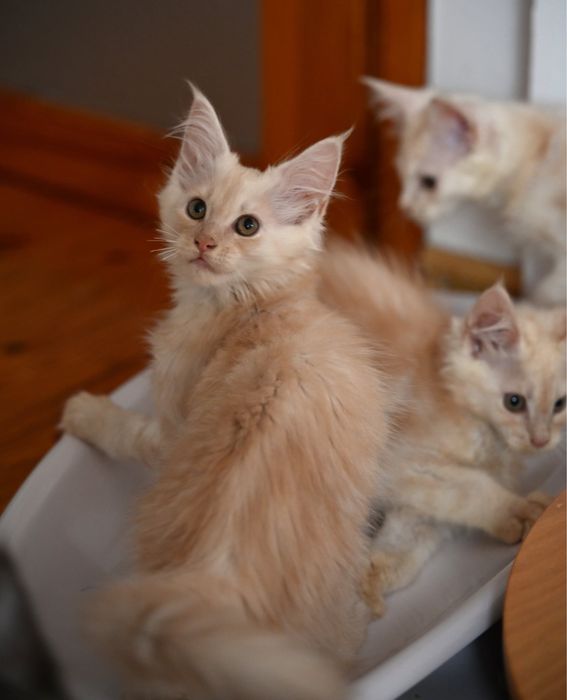 Maine coon kotka ruda dymna FPL