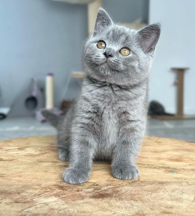 Чистокровные котята