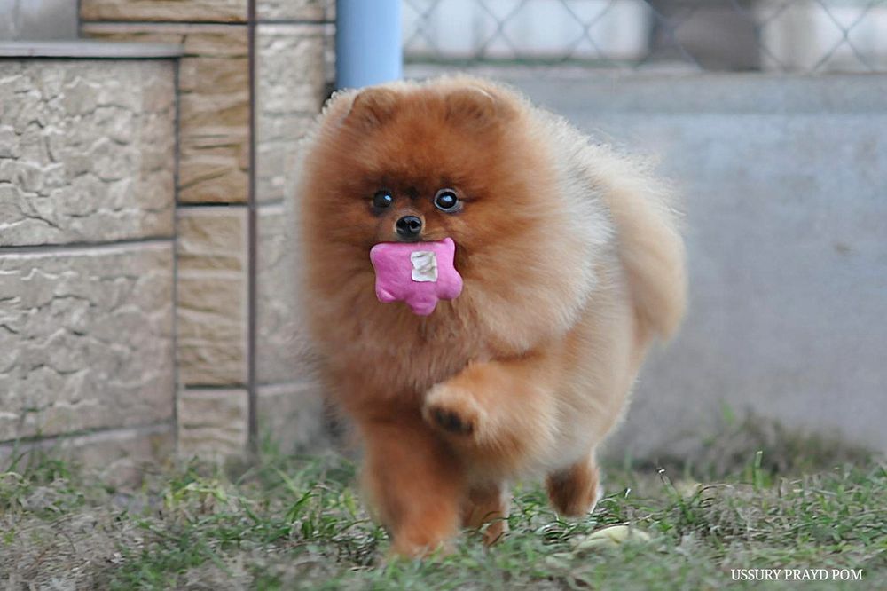 Гарна дівчинка Уссурі