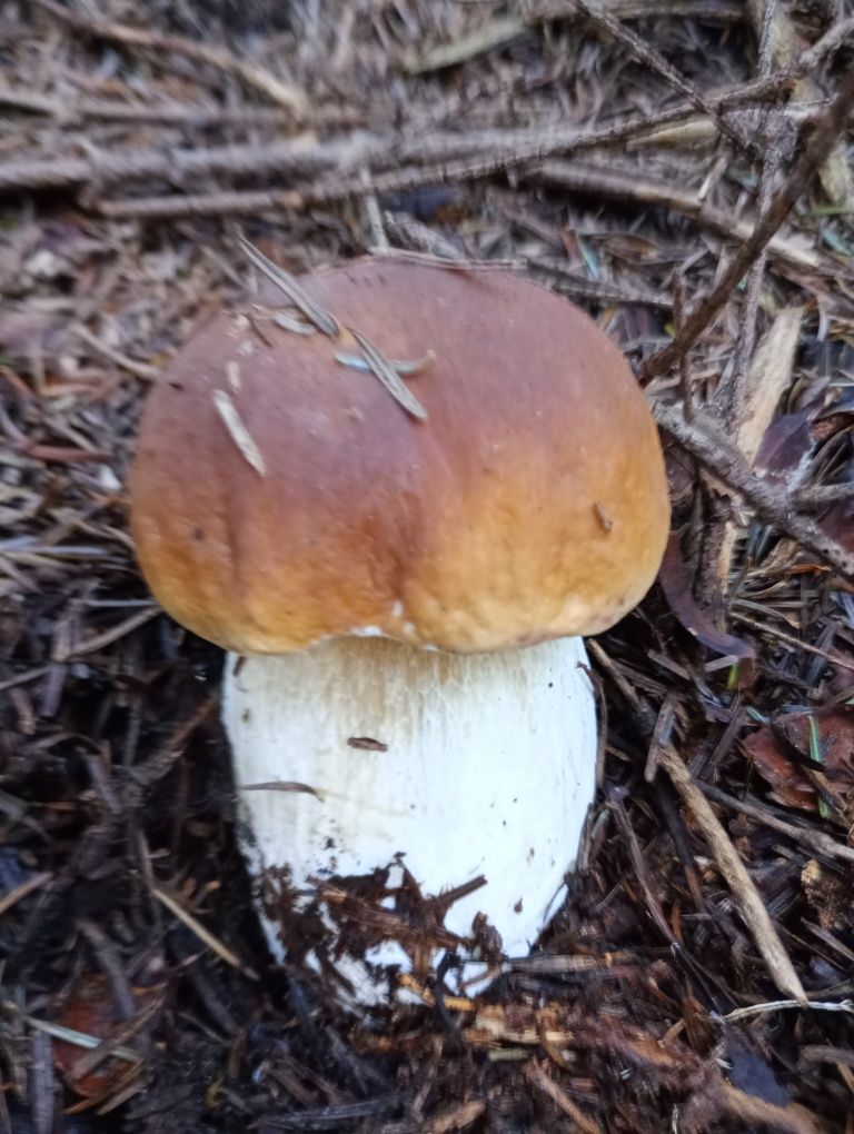 Sprzedam grzyby prawdziwki i inne. Dostępne od 20 lipca .