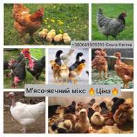 Яйця мікс мясо-яєчний Україна