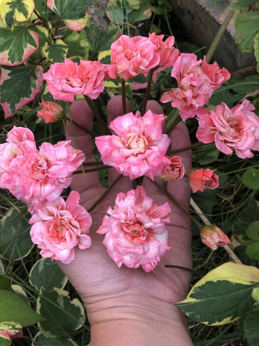 Пеларгония ИВ -Ухарь Купец сортовые