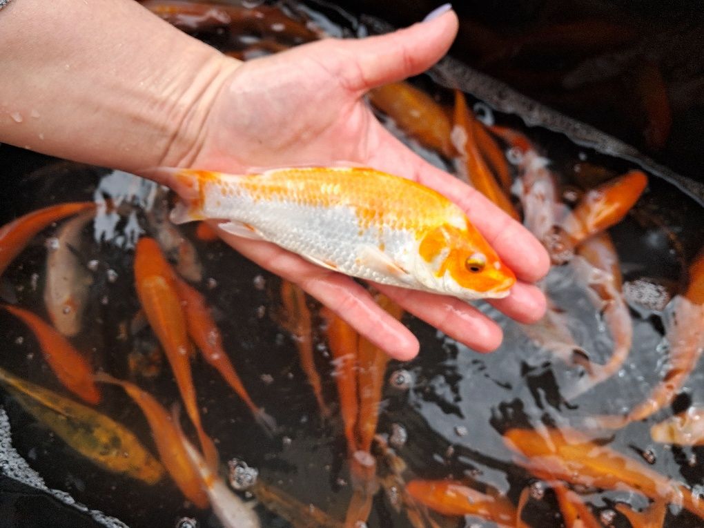Karp koi narybek kroczek Karp Tołpyga lin