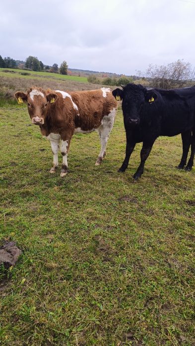 Sprzedam odsadki 16 szt