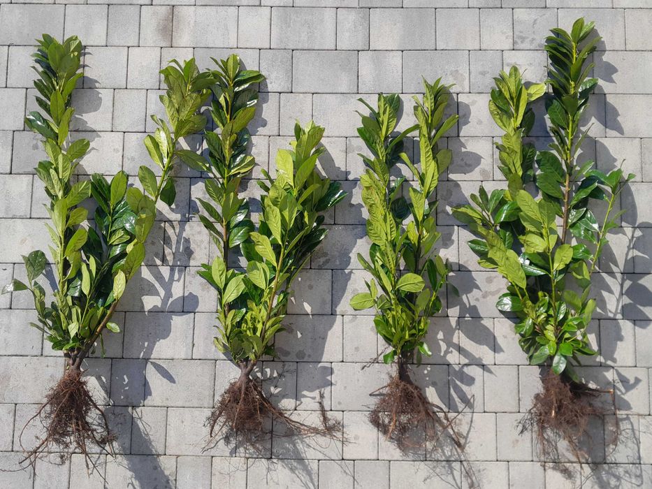 Laurowiśnia wschodnia 150, 200 cm! Caucasica! Prunus! Novita! Sadzimy!