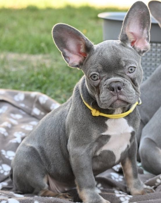 Бульдожкі французькі у ліловому  забарвленні