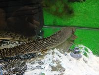 Polipterus Ornatipinis xl od Neon Zoo