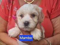 Bialo- kremowy Maltipoo