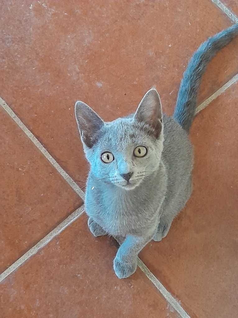 Linda Gatinha Azul Clara Amor em casa