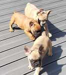 Buldog francuski