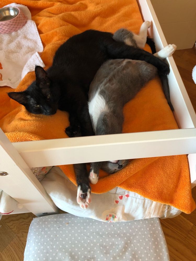 Gatinhos para adoção CONJUNTA
